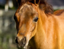 2018 jessica cb filly h3h2720