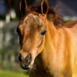 2018 jessica cb filly h3h2720