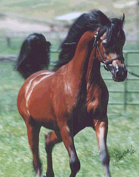 Jullyen