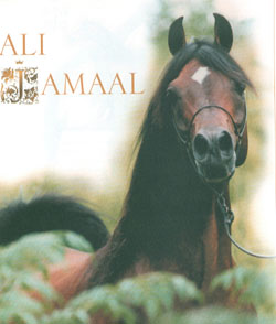 Ali Jamaal