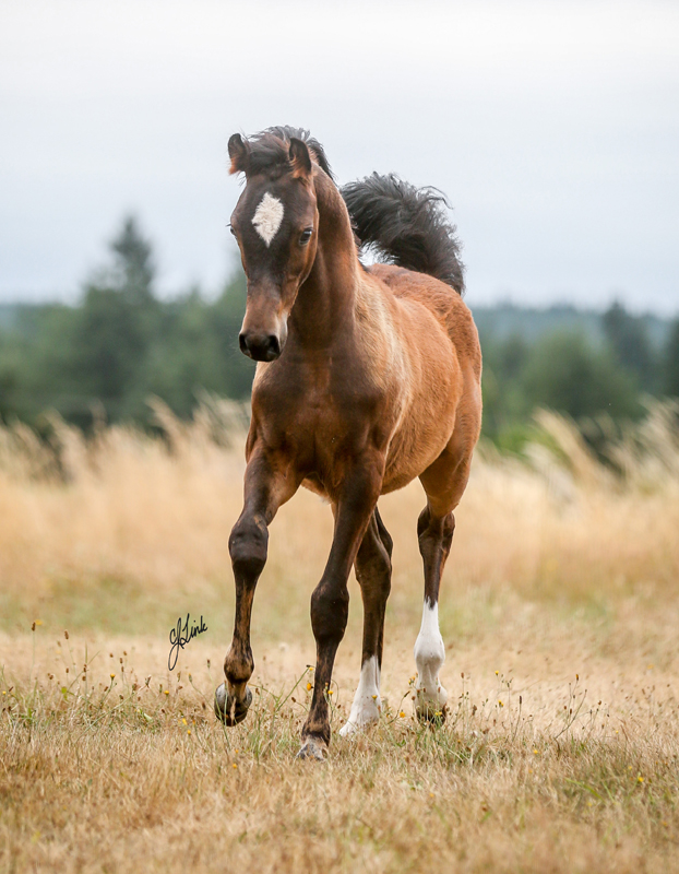 Sheila Kirkland's Major Mac V colt