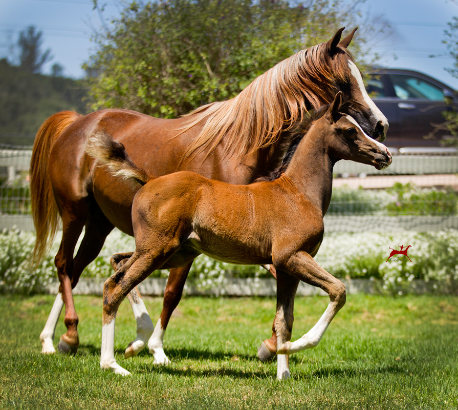 Santa Barbara Juell V - Varian Arabians - Stallions at Stud, Horses for ...