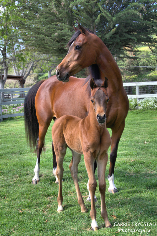 Pretty Pauline V and her 2018 filly by The Seeker V
