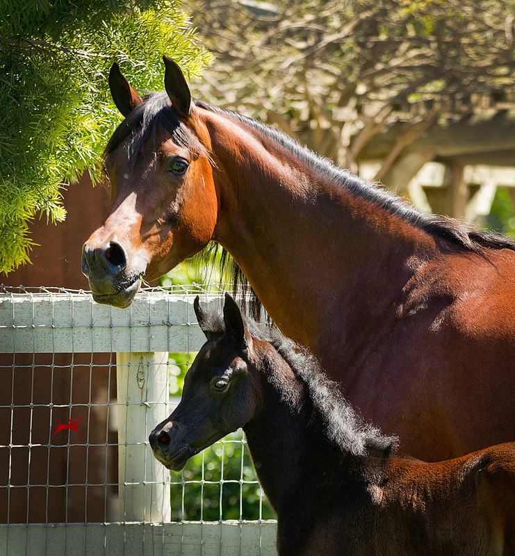 Santa Barbara and her 2017 Filly by Audacious ps
